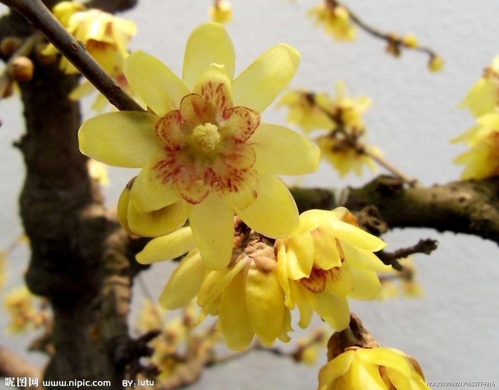 腊梅花