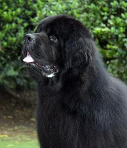 纽芬兰犬