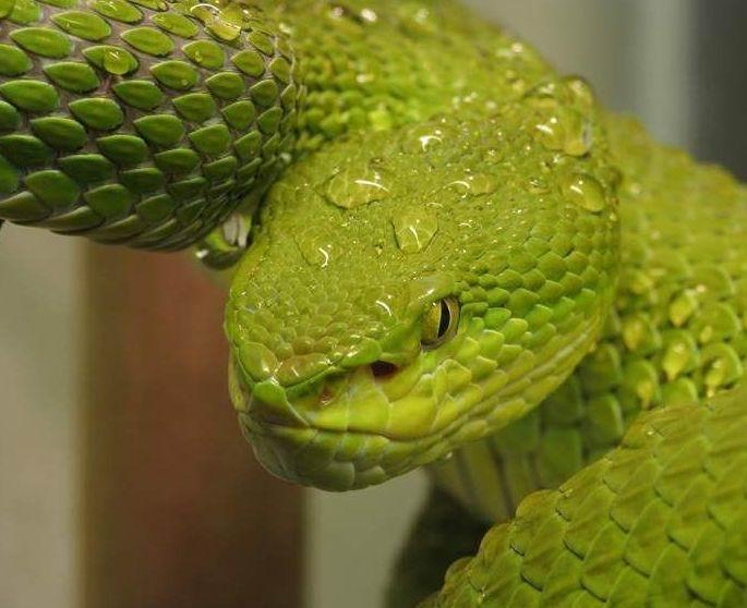 竹叶青蛇 被竹叶青蛇咬伤图片 竹叶青蛇宝宝