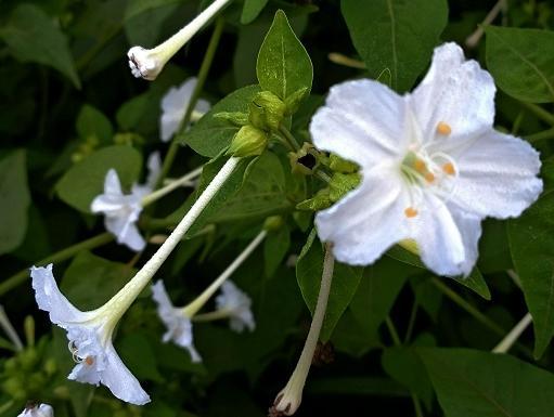 紫茉莉