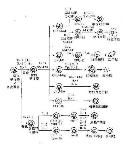 造血干细胞