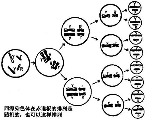 由于每种生物染色体的数目是一定的,所以它们的同源染色体的对数也