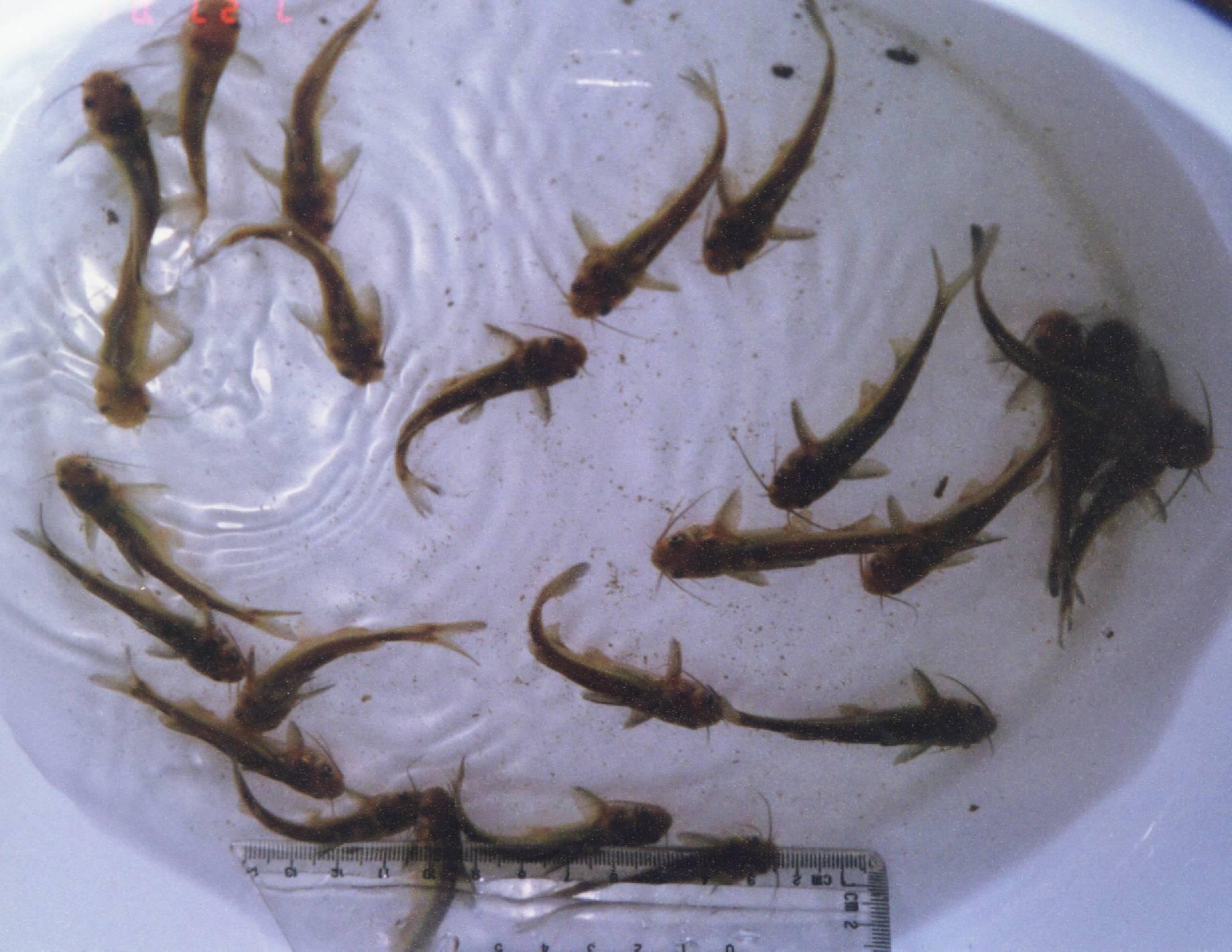 瓦氏黄颡鱼-江西水产经济动物-图片