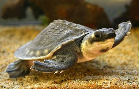 猪鼻龟+-+搜狗百科