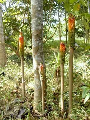 多年生天南星科草本植株,生魔芋会有小毒.