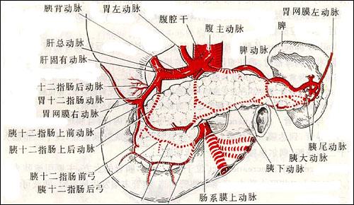 其色如马肝紫赤,其形如刀镰"(《医贯》),"形如犬舌,状如鸡冠,生于胃下