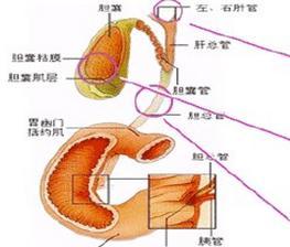 急性梗阻性化脓性胆管炎-+搜狗百科