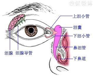 泪腺脱垂