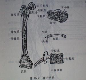 人体骨骼