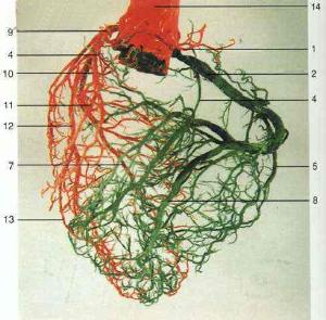 冠状动脉