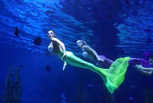 杭州极地海洋公园图片六