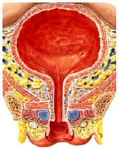 <em>泌尿系统感染</em> - 搜狗百科