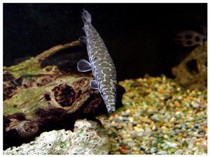 雀鳝-+搜狗百科