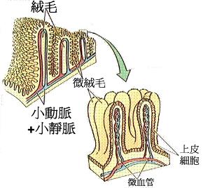 小肠