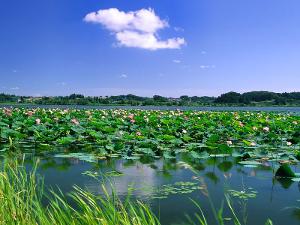 东河潭位于鸭子圈南,与其一曹县公园