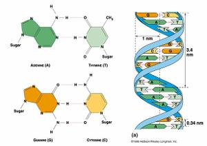 dna的二级结构分为两大类:一类是右手螺旋,如a-dna,b-dna,c-dna,d-dna