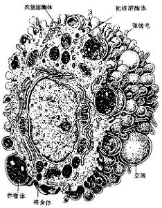 l等,均获恶性,培养中呈巨噬细胞形态和吞噬功能,易于传代和瓶壁分离