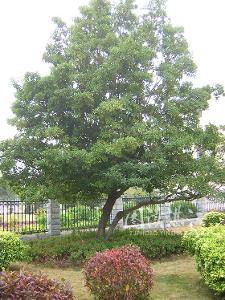 常绿乔木,高8～15米或更高,无性繁殖植株则较矮小.