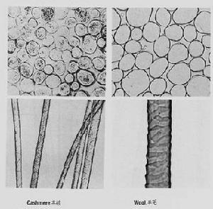 显微镜下的羊绒