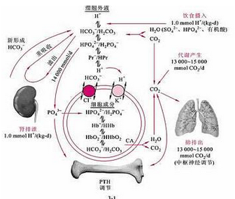 肾脏调节酸碱平衡的机理是 a.h 与na 的交换b.[*]的重