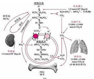 睡眠质量应该也酸碱平衡紊乱-百科