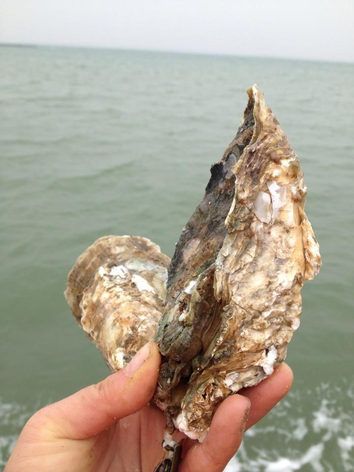 鑫丰大蚝的养殖海域是广西钦州北部湾大风江海域,为咸淡水交汇处,水质