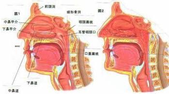 专家了解中发现,慢性咽炎主要是由于急性咽炎治疗不彻底导致反复发作