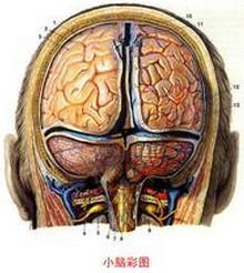 小脑位于颅后窝延髓上方,脑干的背侧,大脑半球枕叶的腹侧,被