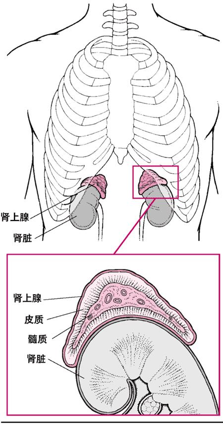 肾上腺皮质功能减退症