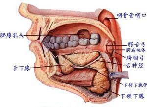 癌(carcinoma of gingivae),唇癌(carcinoma of lip),颊癌(carcinoma