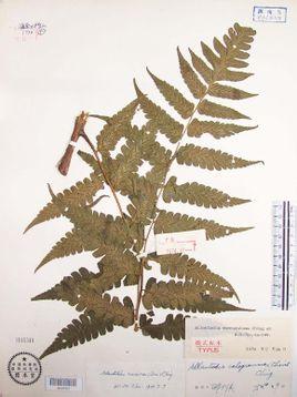 常绿大型林下植物;根状茎粗壮;叶基部黑褐色,叶片三角形;孢子囊