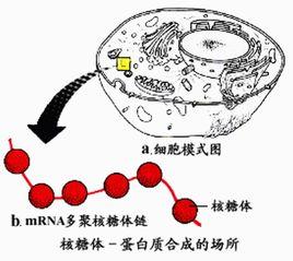 芽胞杆菌ts01 的扩增核糖体dna 限制性分析(ardra) 评估和遗传分析