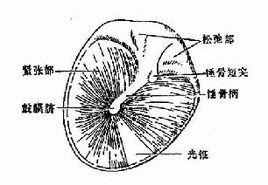 鼓膜内陷 锁定