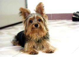 约克夏梗犬(yorkshireterrier)因产于英国东北