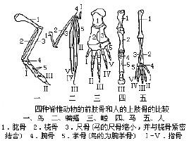 鸟,蝙蝠那个的前肢骨与人的前肢骨相似?