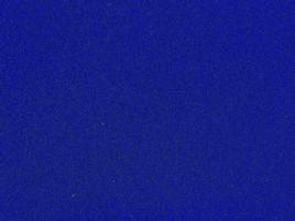 琉璃蛱蝶紫蓝色