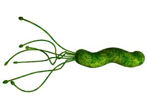 幽门螺旋杆菌(hp)