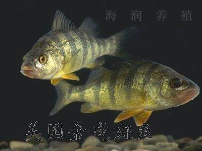 美国虎斑鱼又称美国黄鱼    ,分布于美国东部各大湖泊.