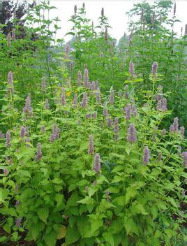 茴藿香(anisehyssop),唇形花科多年生草本植物,半日照至全日照,叶子