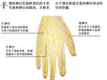 手部神经损伤一般是正中神经,尺神经和桡神经受伤引起,切割伤,刺伤,手