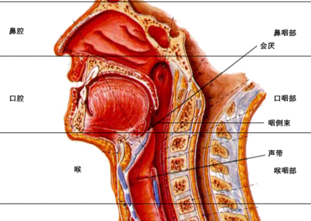 喉返神经麻痹 最为常见.多是单侧麻痹,又以左侧麻痹多见.1.