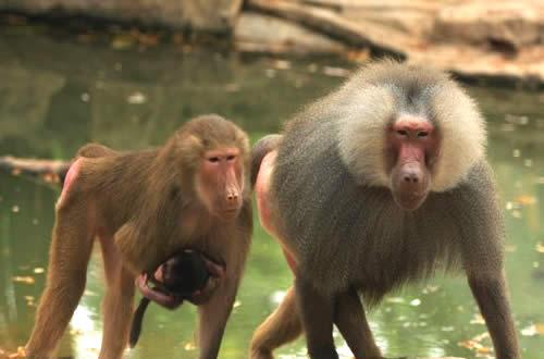 狒狒听人说话表情包