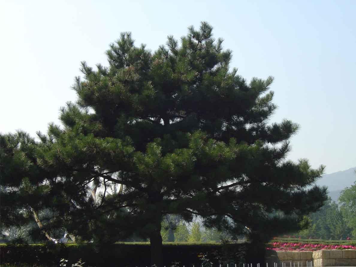 黑松盆景_庭院树造型 黑松盆景 日本黑松 台湾黑松 - 阿里巴巴