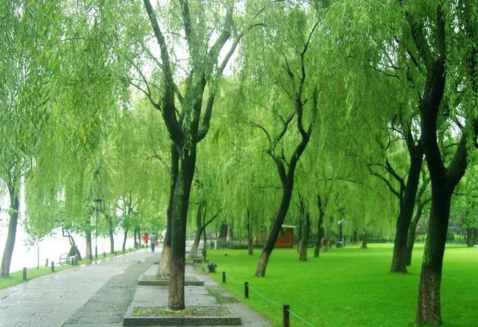 杭州柳浪闻莺公园属于杭州市上城区的柳浪闻莺是西湖十景之五,位于