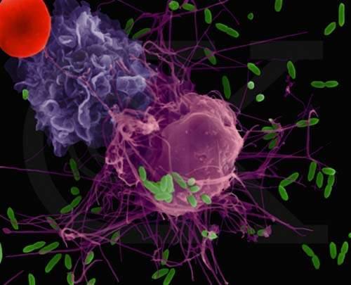 [中性粒细胞数] - 中性粒细胞数720p mp4下载 -