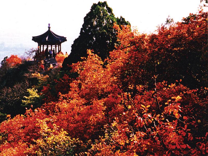 香山红叶