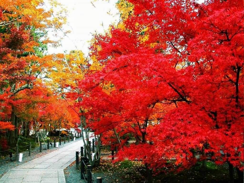 高清晰红叶树林秋季美景壁纸