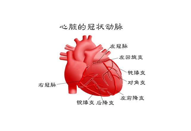心脏的冠状动脉