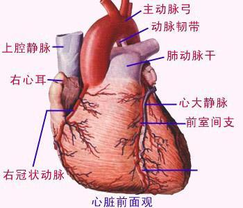 风湿性心肌炎红蓝绘图40倍镜_手绘