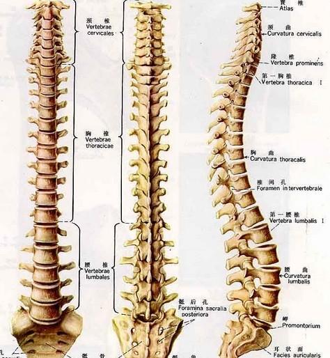 结构 脊柱由26块脊椎骨合成,即24块椎骨(颈椎7块,胸椎12块,腰椎5块)